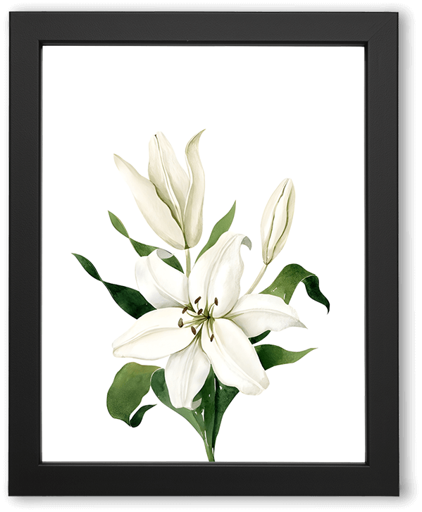 White Lily Blooming in Still Morning Light