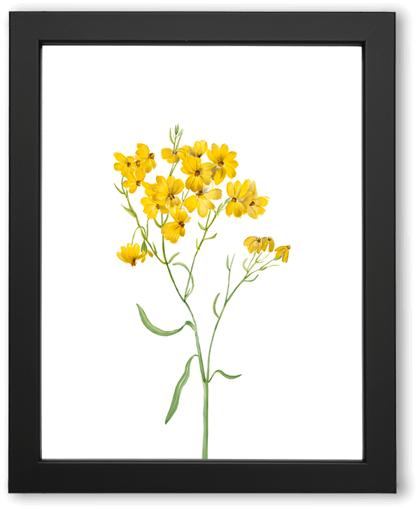 Wild Yellow Blossoms Reaching for Quiet Light